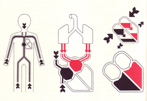 Le coeur, pompe a quartre temps, illus. J. Lehl / from Le Livre de la Sante by Joseph Handler (Monte Carlo: Andre Sauret, 1967) volume 4